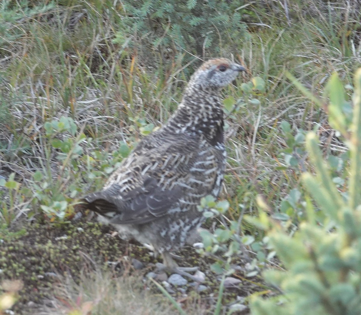 Spruce Grouse - ML622822426