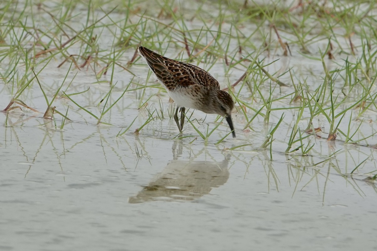 Western Sandpiper - Alena Capek