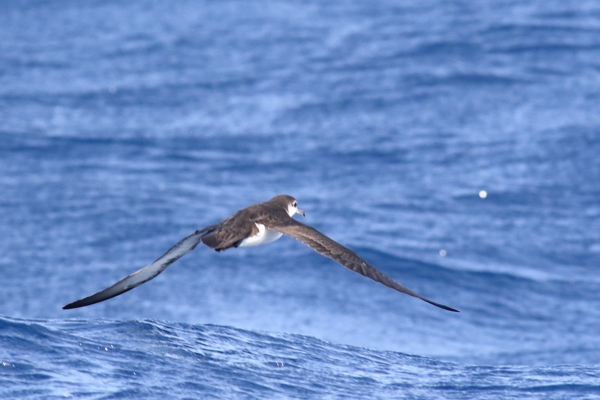 Audubon's Shearwater - ML622822576