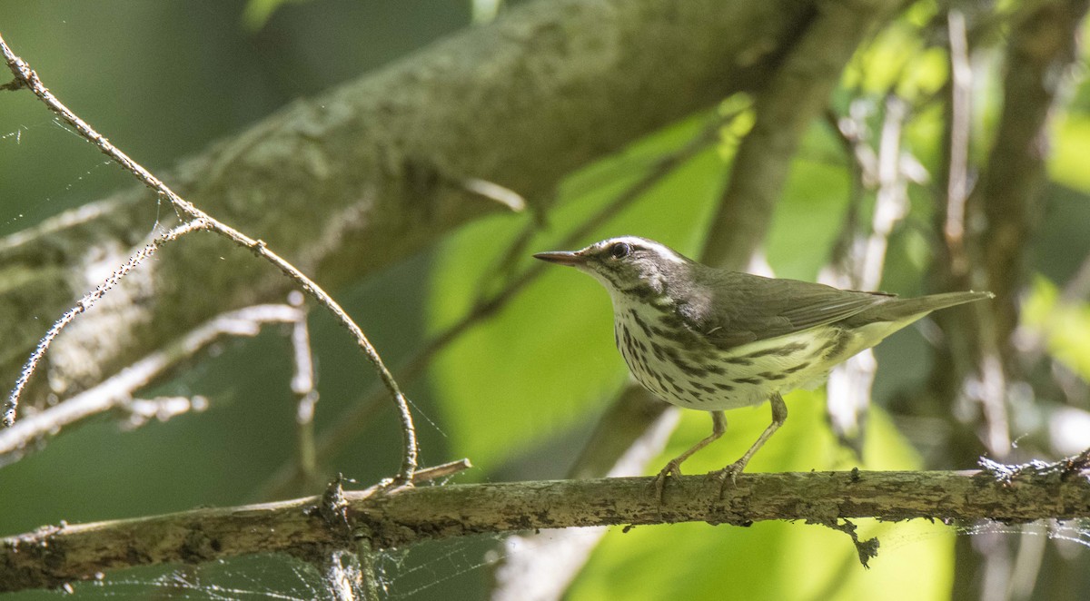 Louisiana Waterthrush - ML622822580