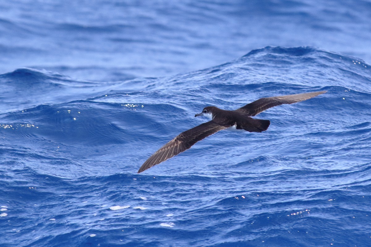 Audubon's Shearwater - ML622822584