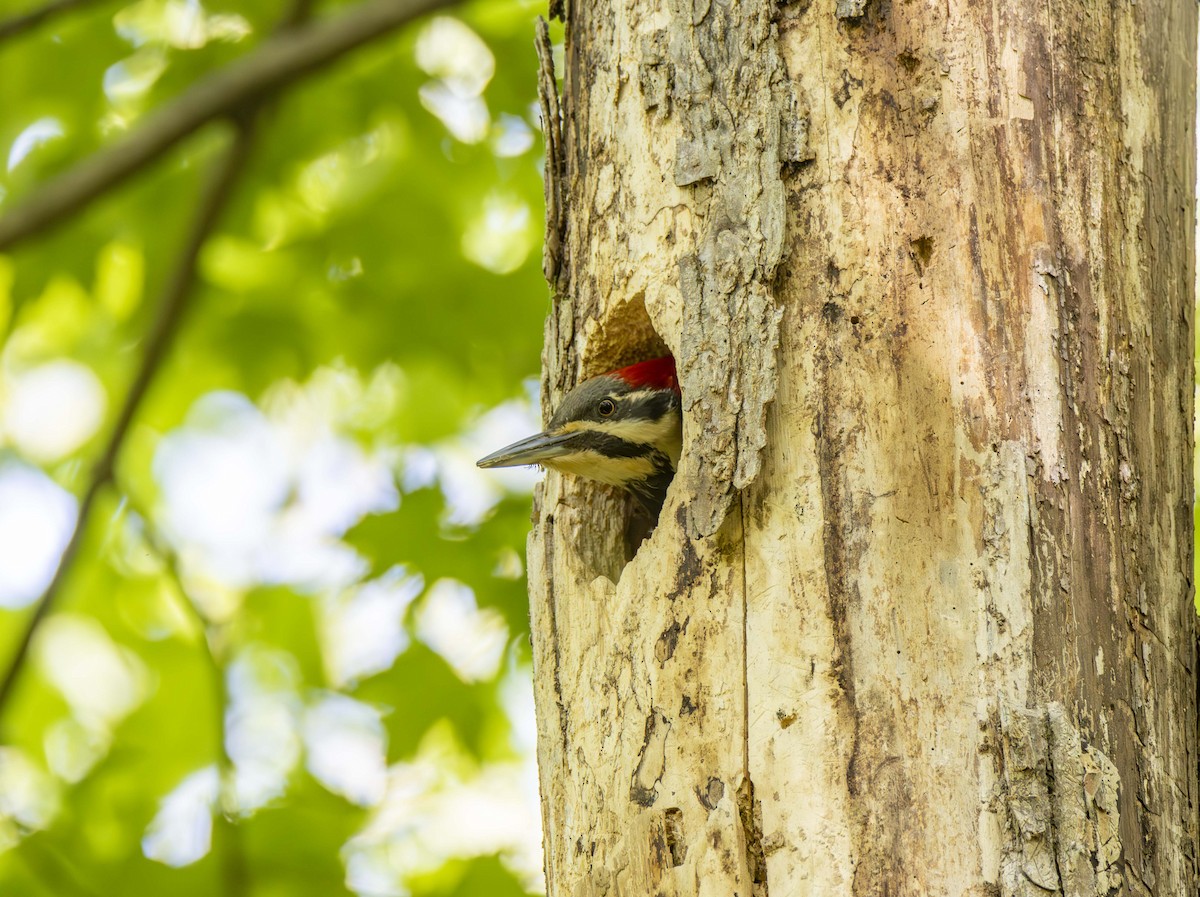 Pileated Woodpecker - ML622822588