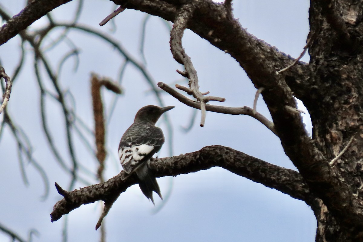 Red-headed Woodpecker - Jonathan Montgomery