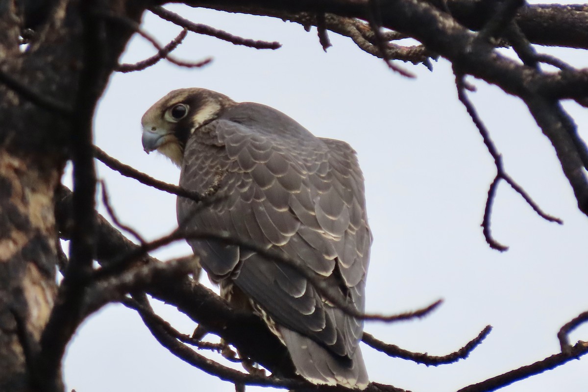 Peregrine Falcon - ML622822665