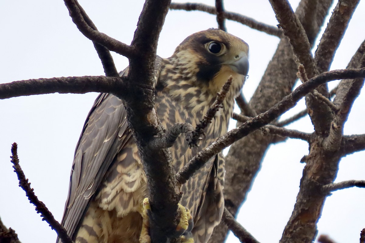 Peregrine Falcon - Jonathan Montgomery