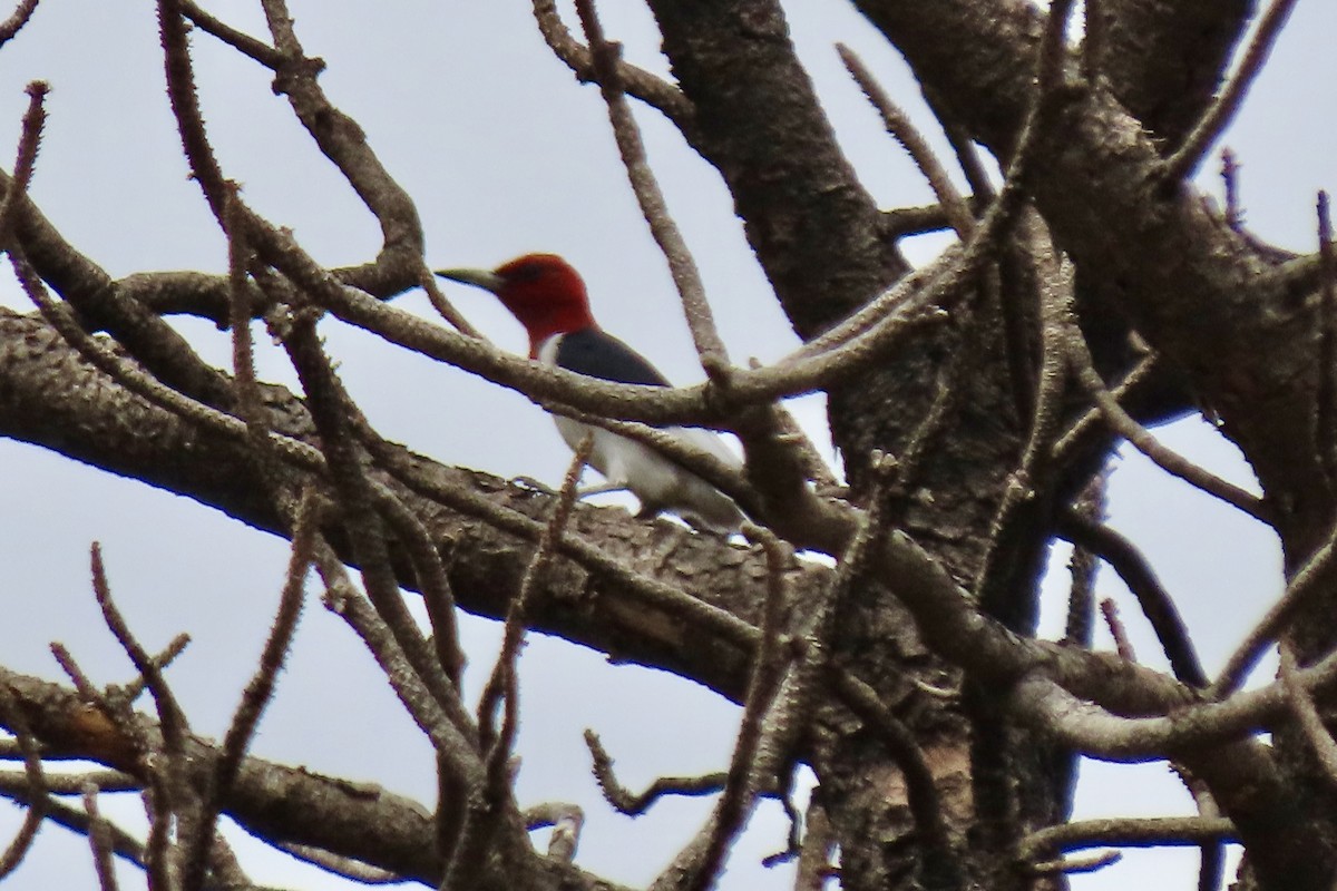 Red-headed Woodpecker - ML622822686