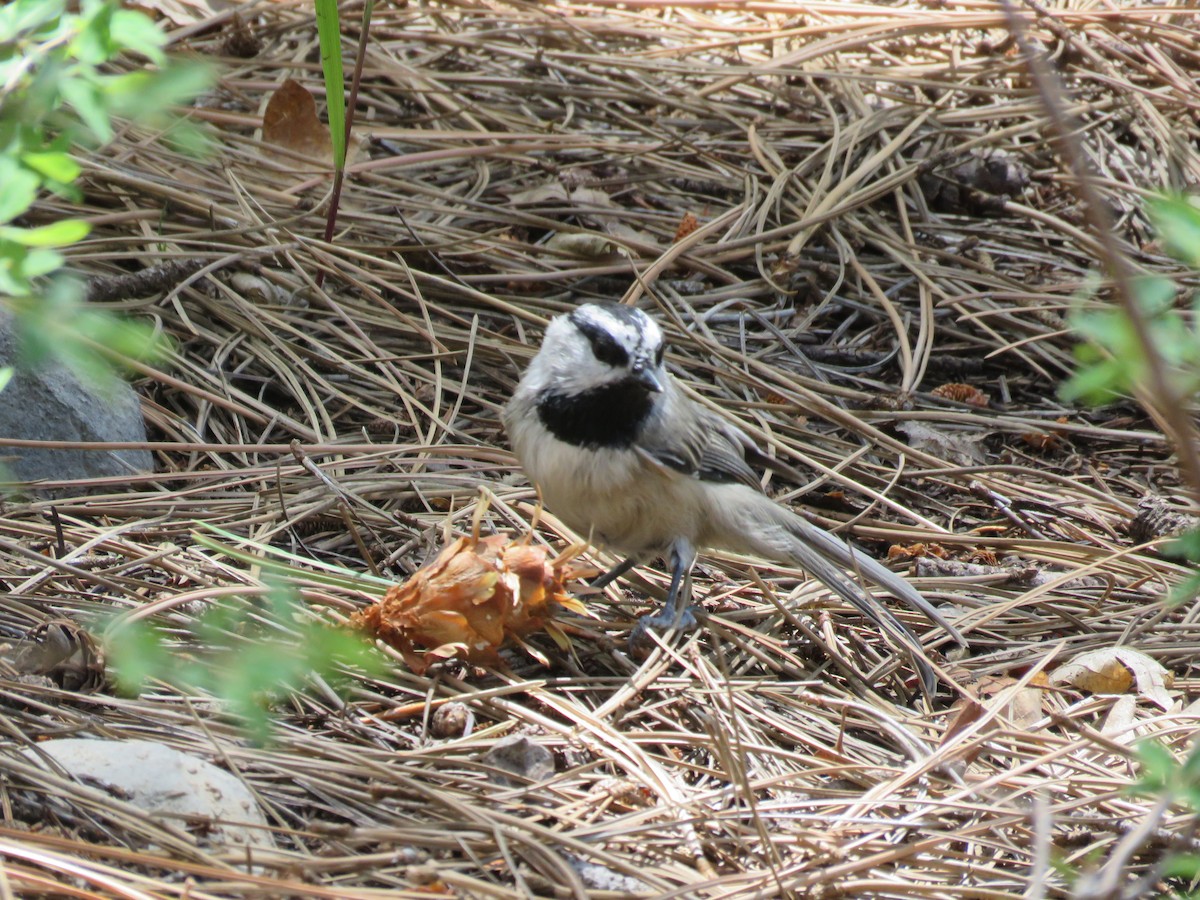 Mountain Chickadee - ML622822691