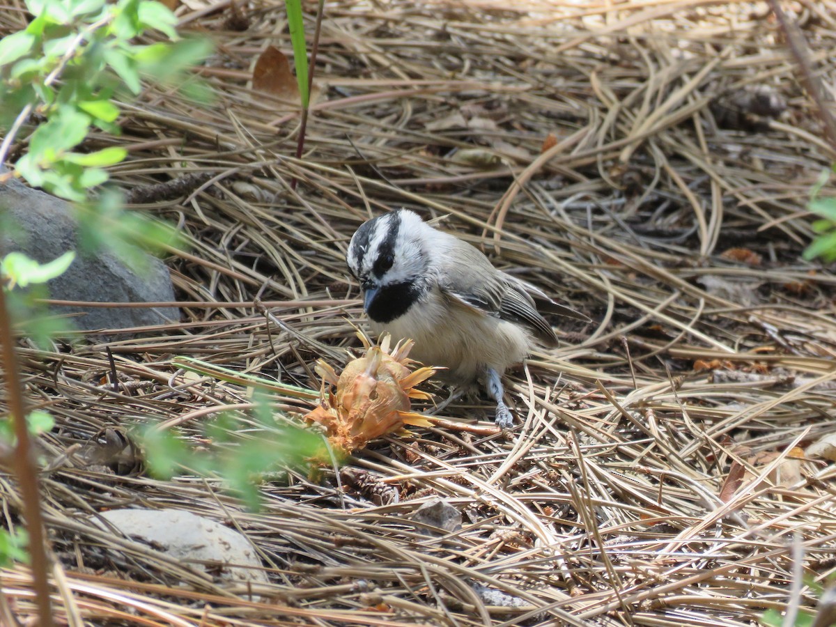 Mountain Chickadee - ML622822692