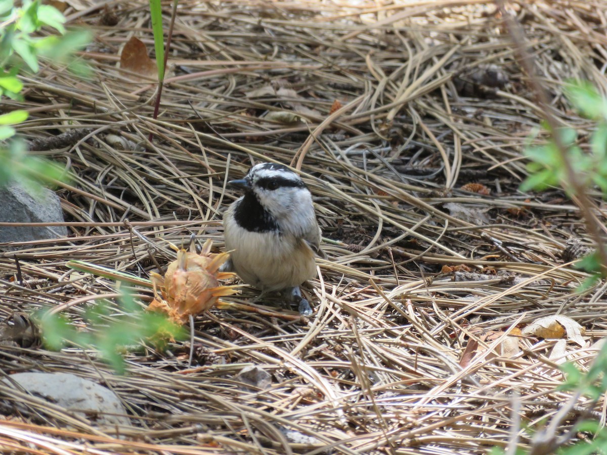 Mountain Chickadee - ML622822693