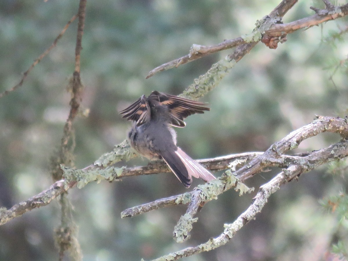 Townsend's Solitaire - ML622822710