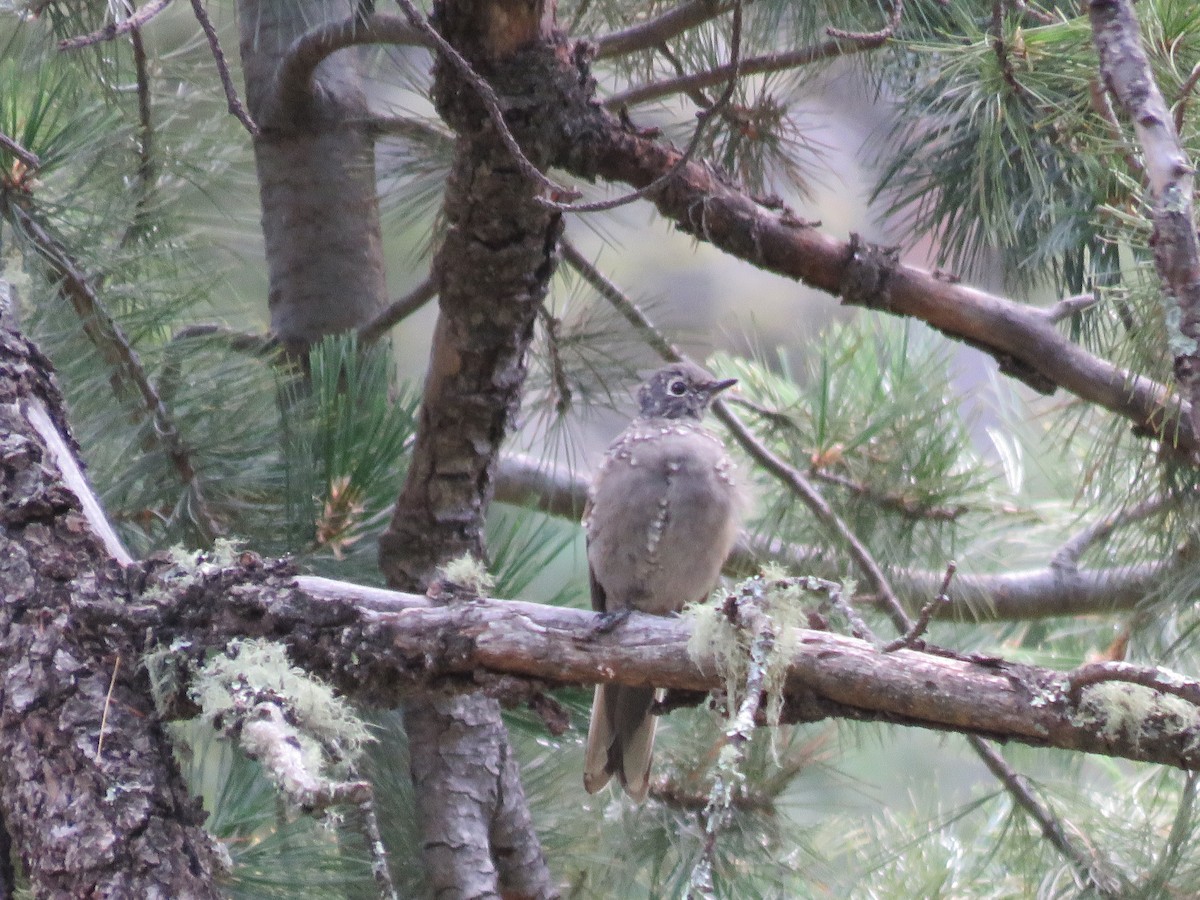 Townsend's Solitaire - ML622822712