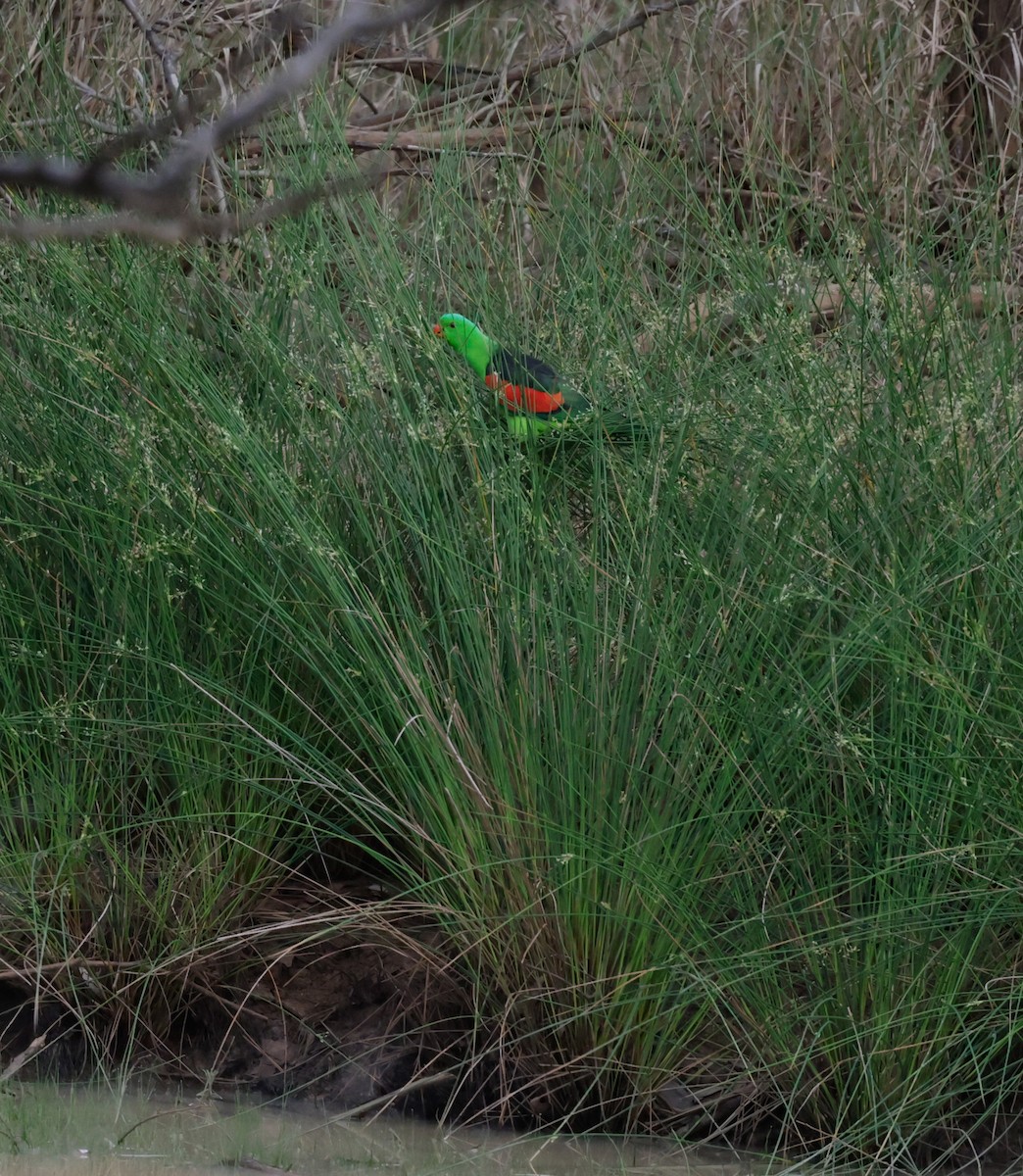 Red-winged Parrot - ML622822743