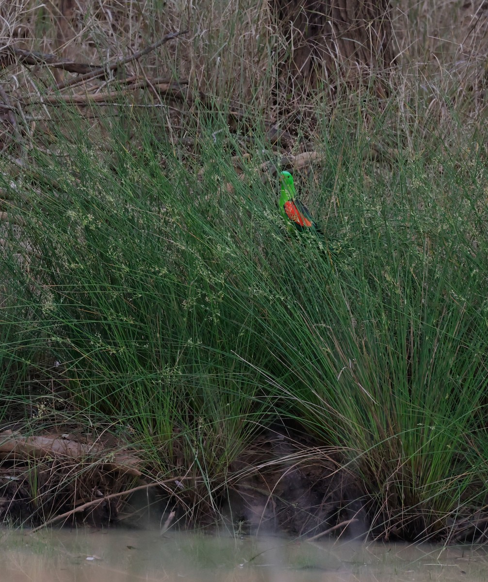 Red-winged Parrot - ML622822744