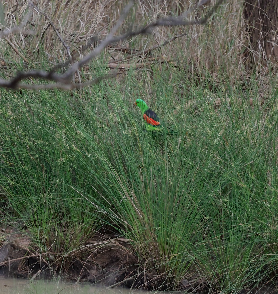 Red-winged Parrot - ML622822745