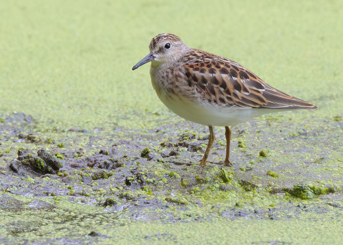 Least Sandpiper - ML622822794