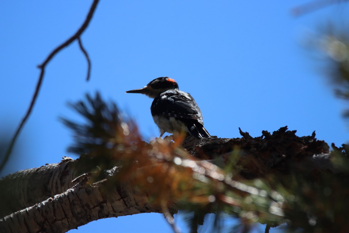 Hairy Woodpecker - ML622822802