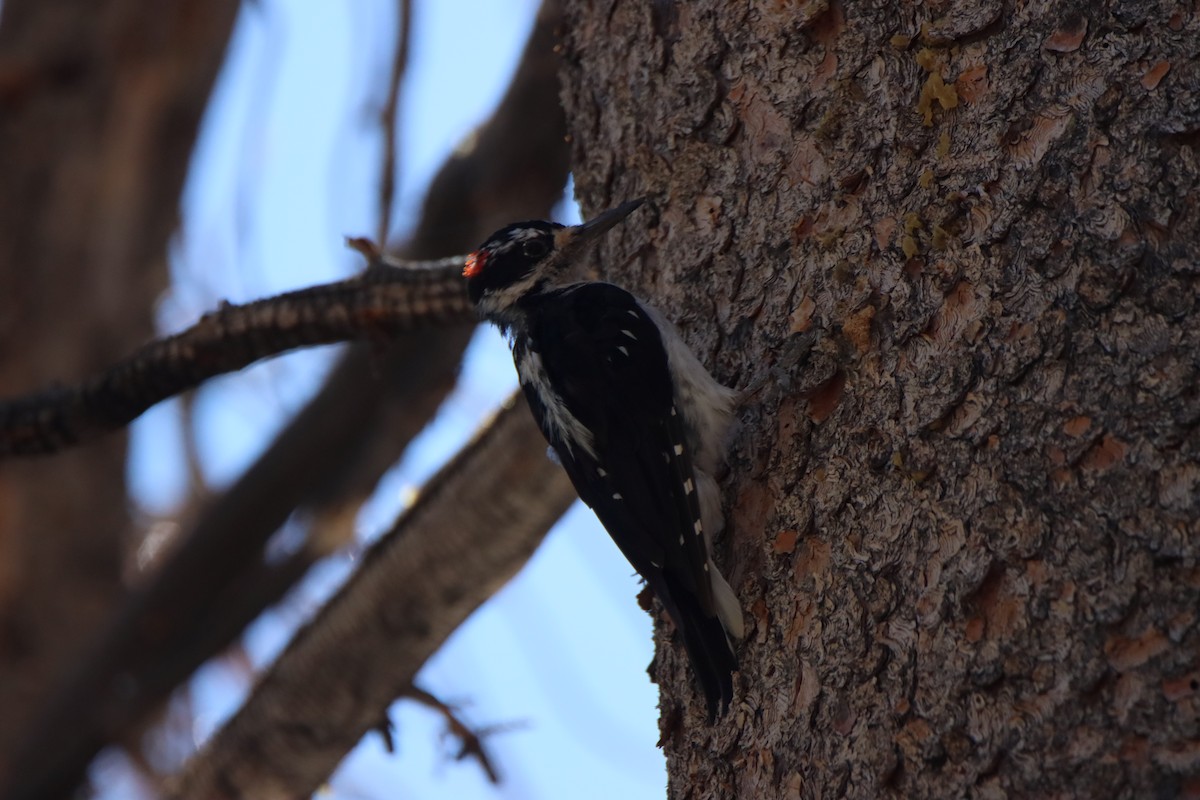 Hairy Woodpecker - ML622822803