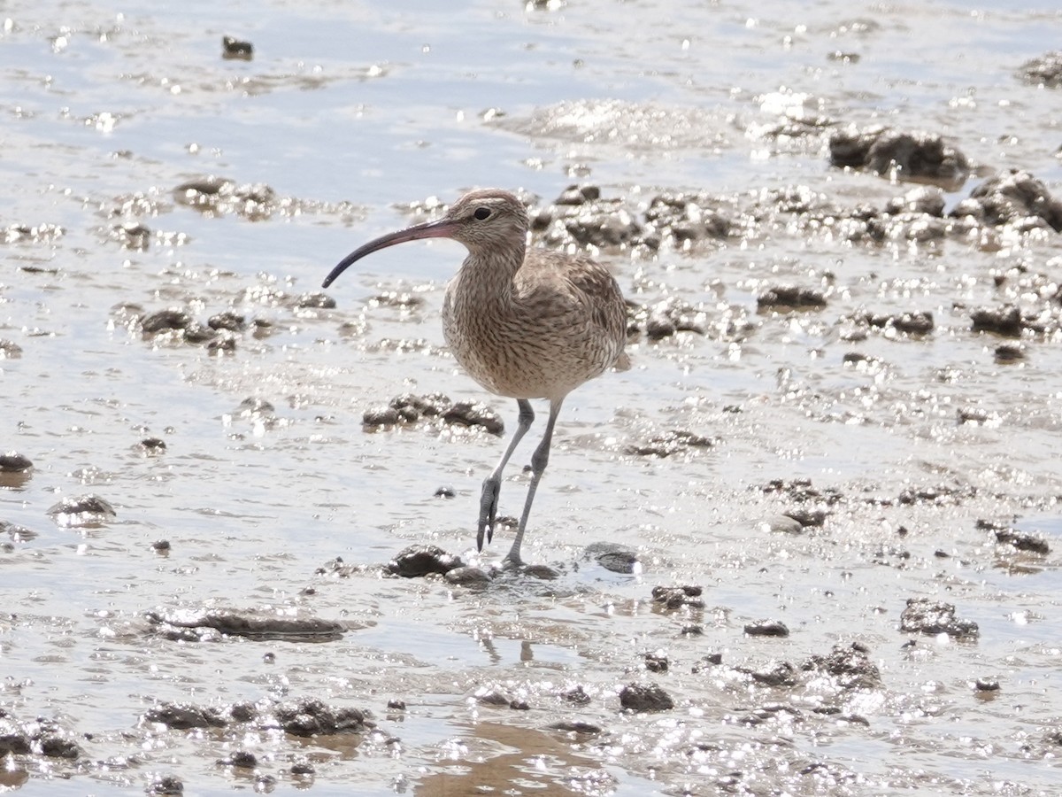 Courlis corlieu (variegatus/rogachevae) - ML622822832