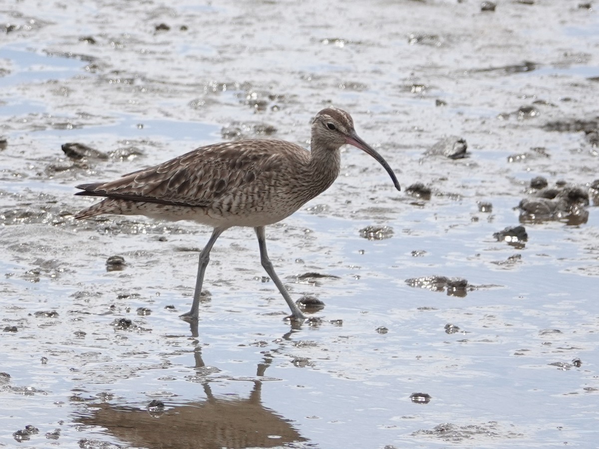 Courlis corlieu (variegatus/rogachevae) - ML622822833