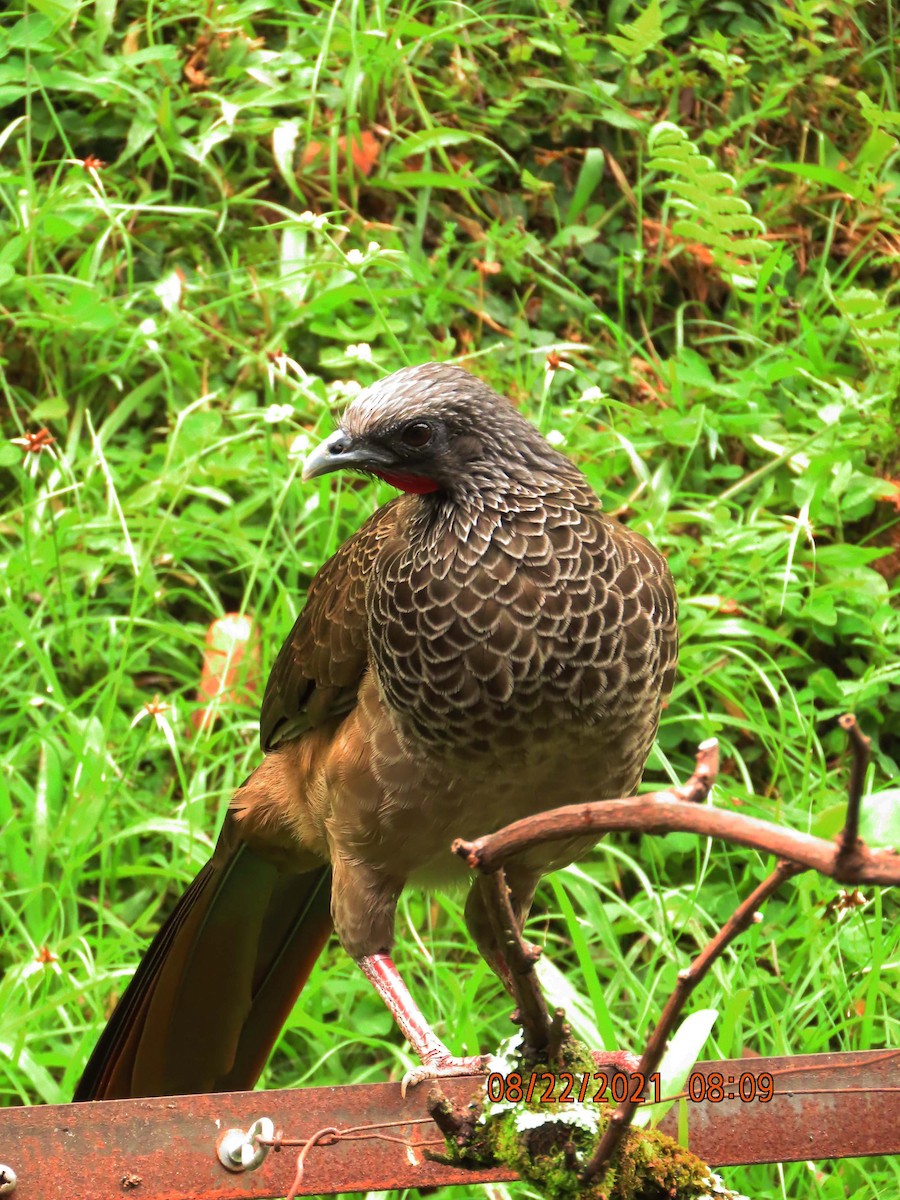 Colombian Chachalaca - Juan Gonzalo Mesa Restrepo