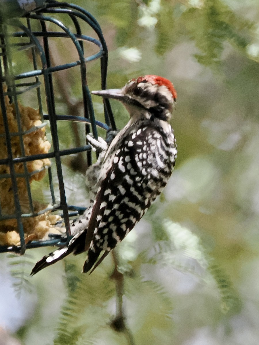 Ladder-backed Woodpecker - ML622822863