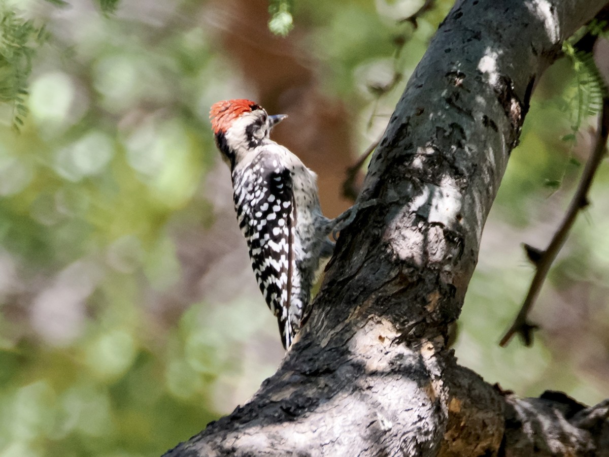 Ladder-backed Woodpecker - ML622822864