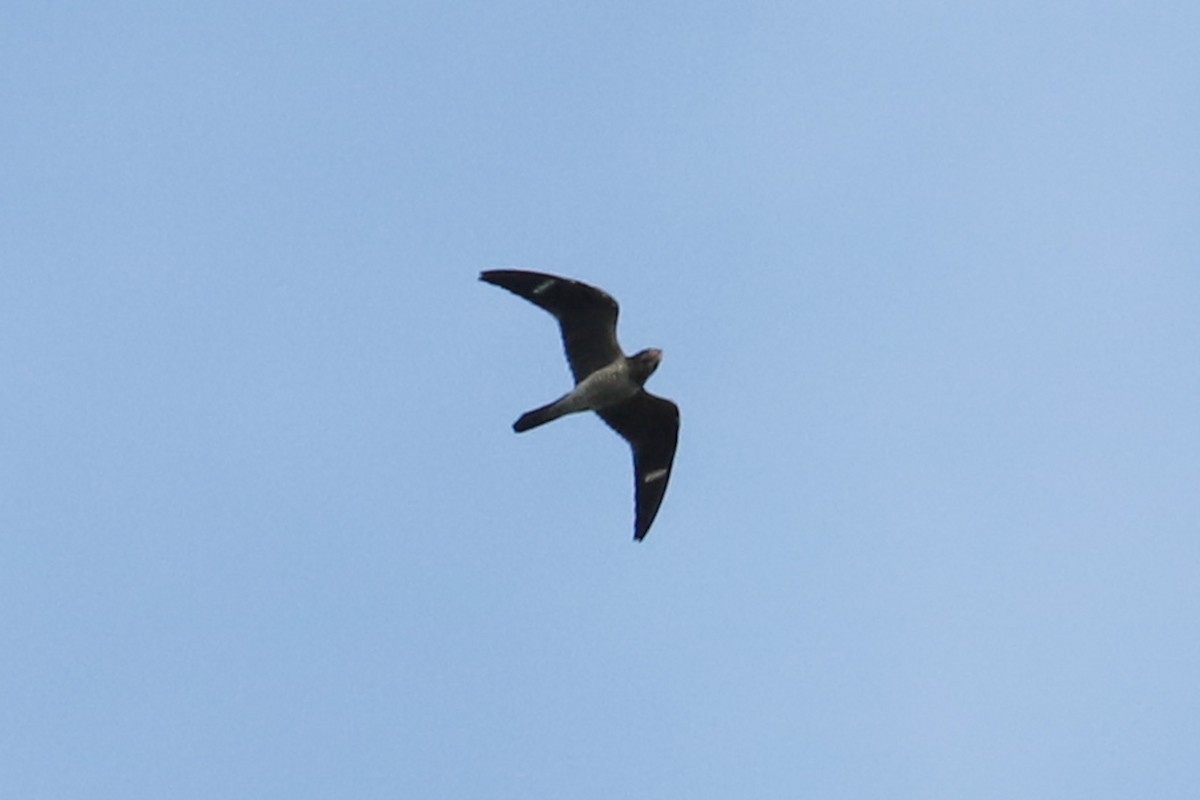 Common Nighthawk - Debra Rittelmann