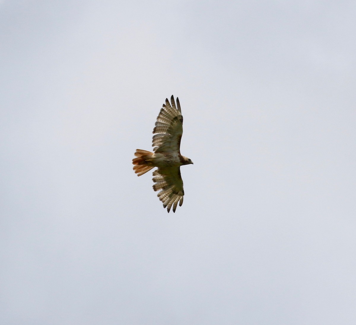 Red-tailed Hawk - Sandy Vorpahl