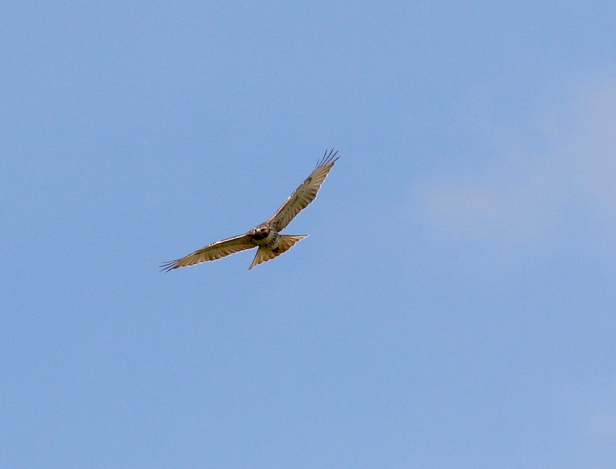 Red-tailed Hawk - Sandy Vorpahl