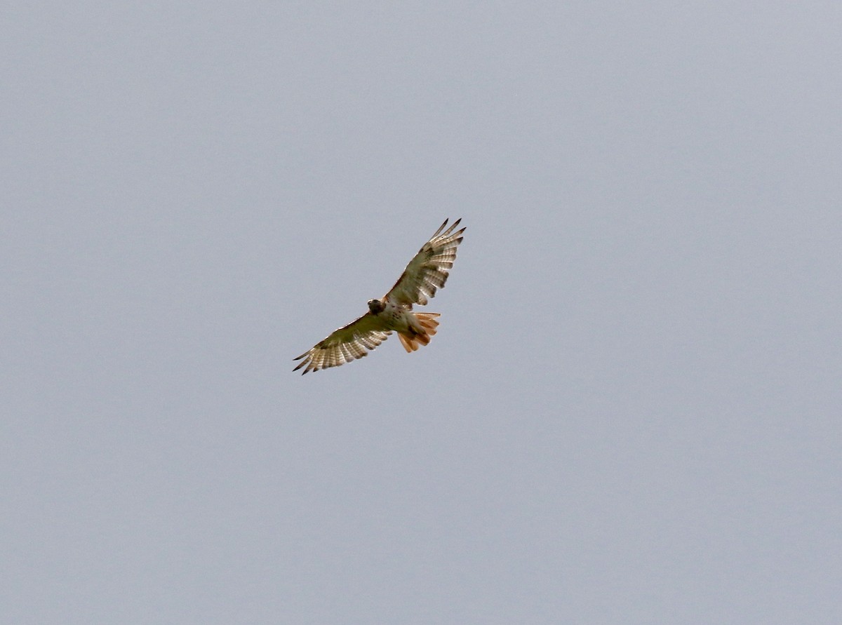 Red-tailed Hawk - Sandy Vorpahl