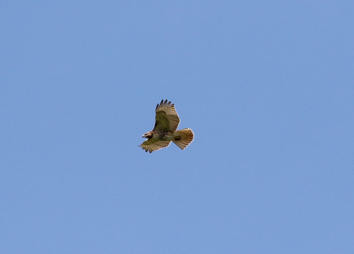 Red-tailed Hawk - Sandy Vorpahl