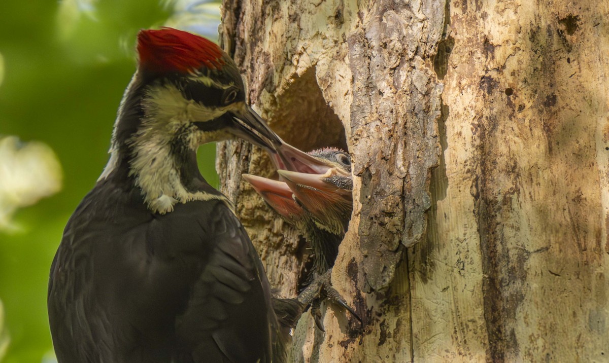 Pileated Woodpecker - ML622822908