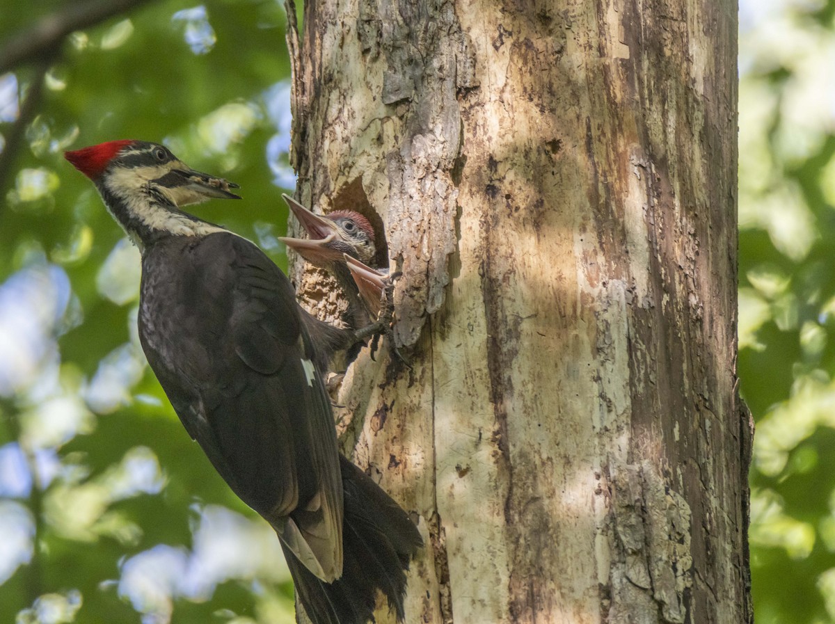 Pileated Woodpecker - ML622822909