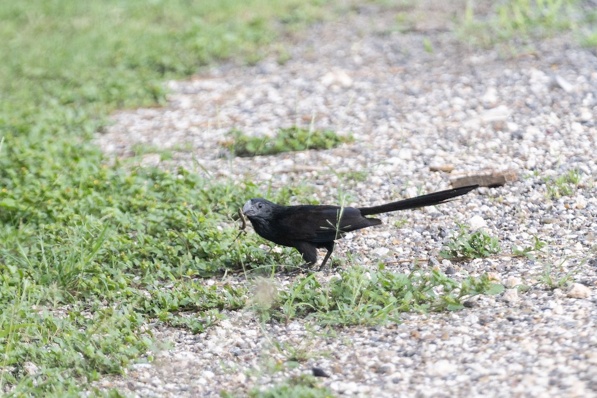 Groove-billed Ani - ML622823035