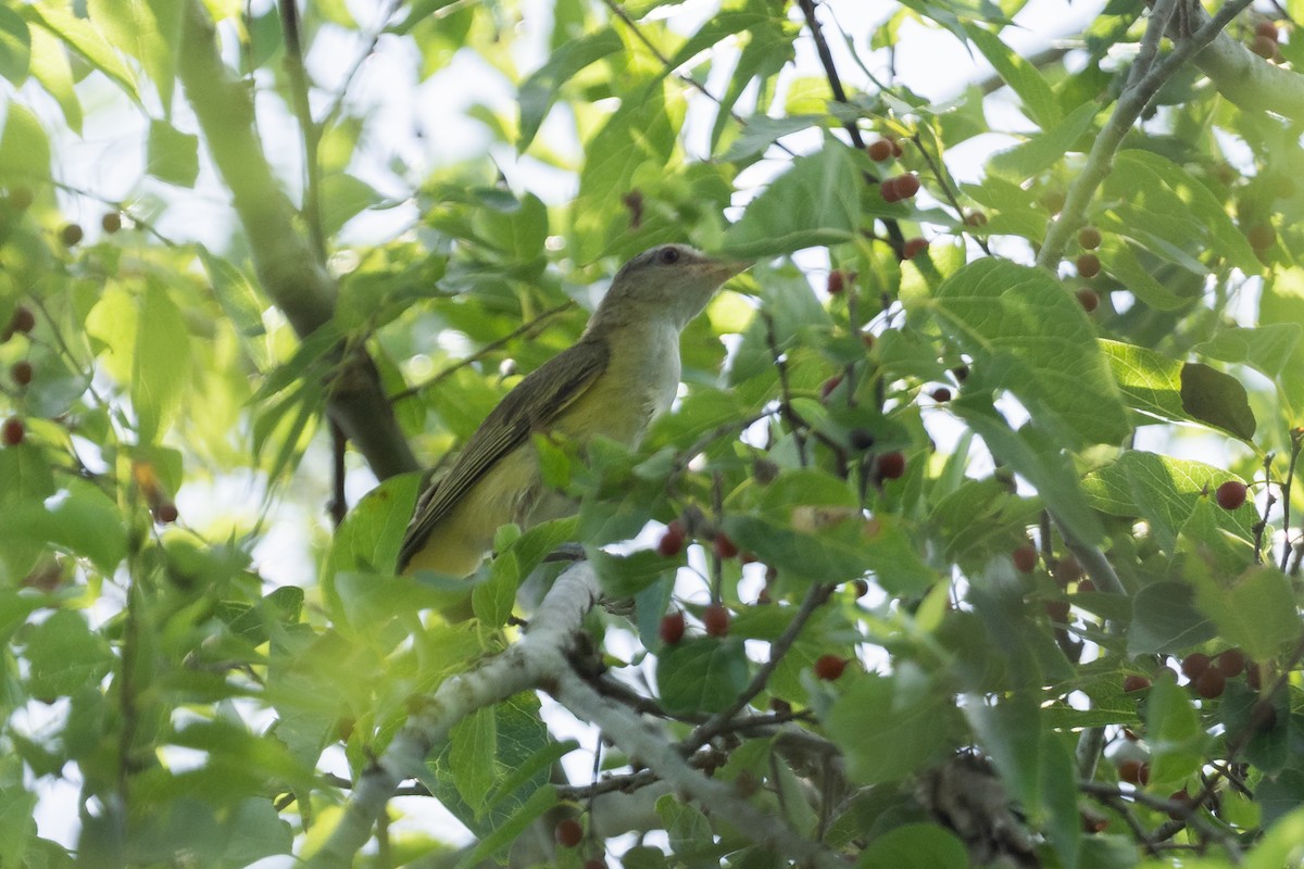 Yellow-green Vireo - ML622823040