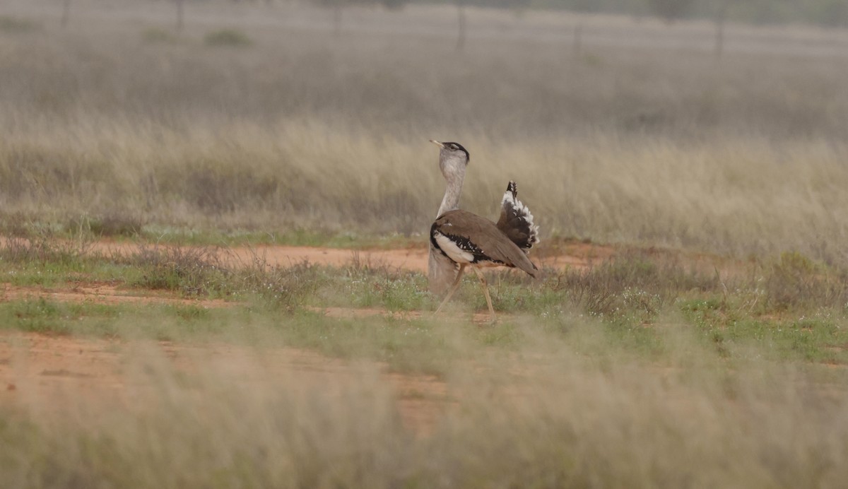 Australian Bustard - ML622823050