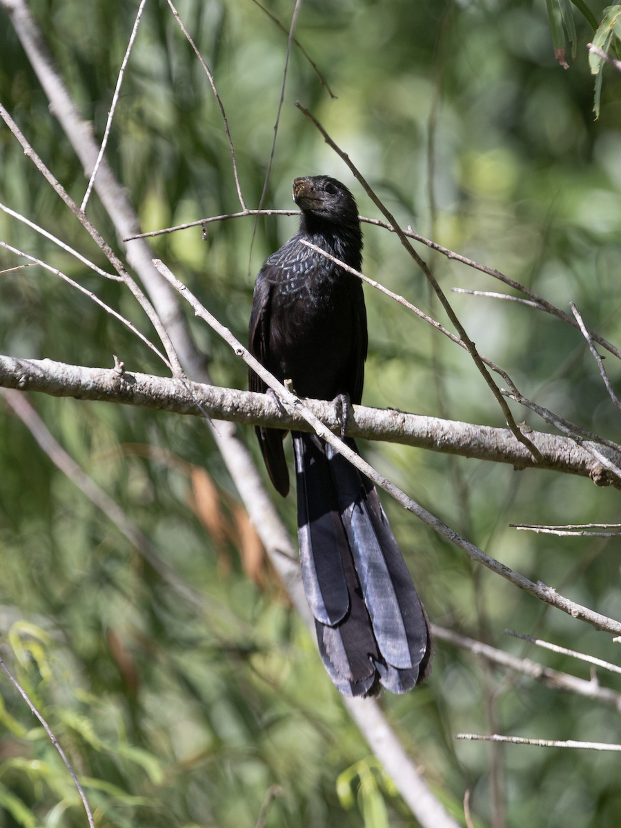 Groove-billed Ani - ML622823053