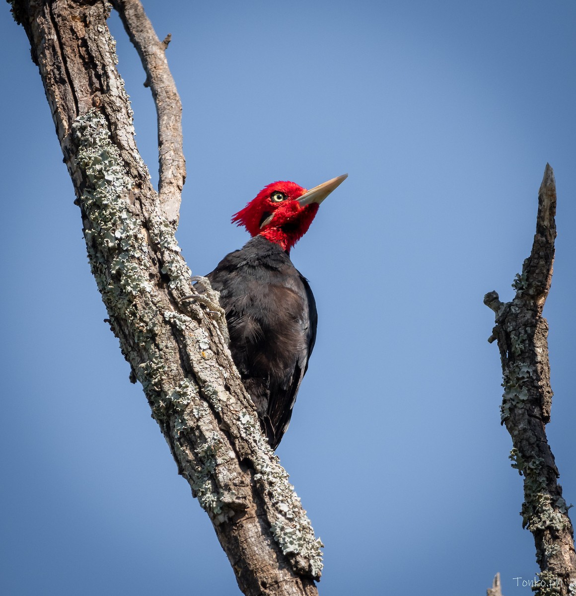 Cream-backed Woodpecker - Carlos Maure