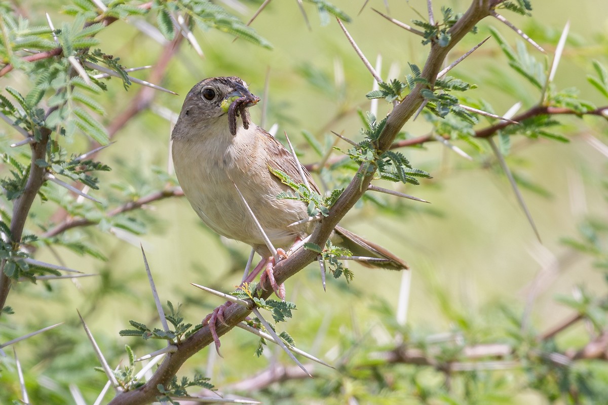 Botteri's Sparrow - ML622823077