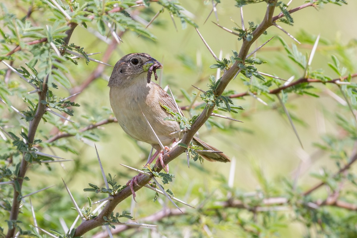 Botteri's Sparrow - ML622823078