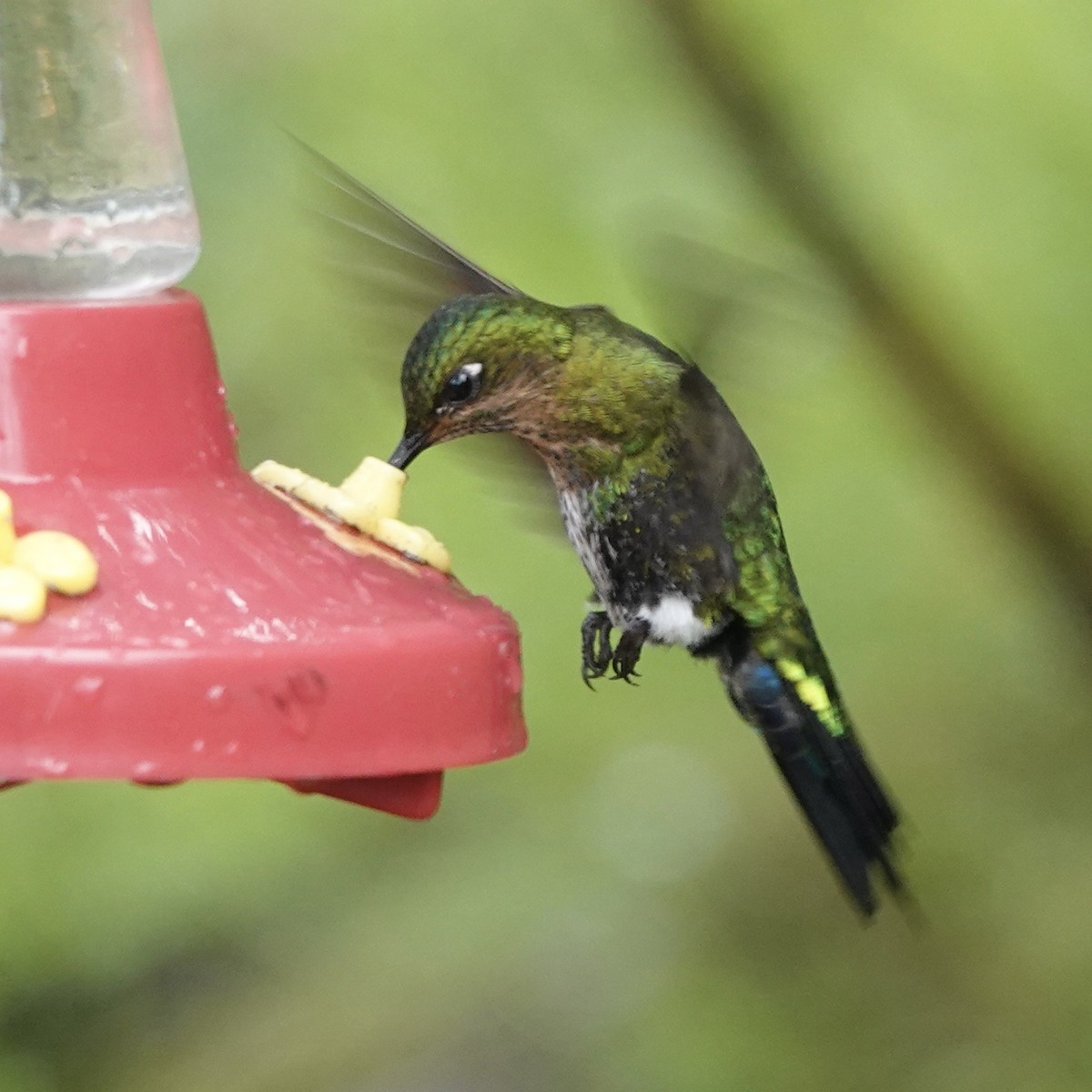 Glowing Puffleg - ML622823079