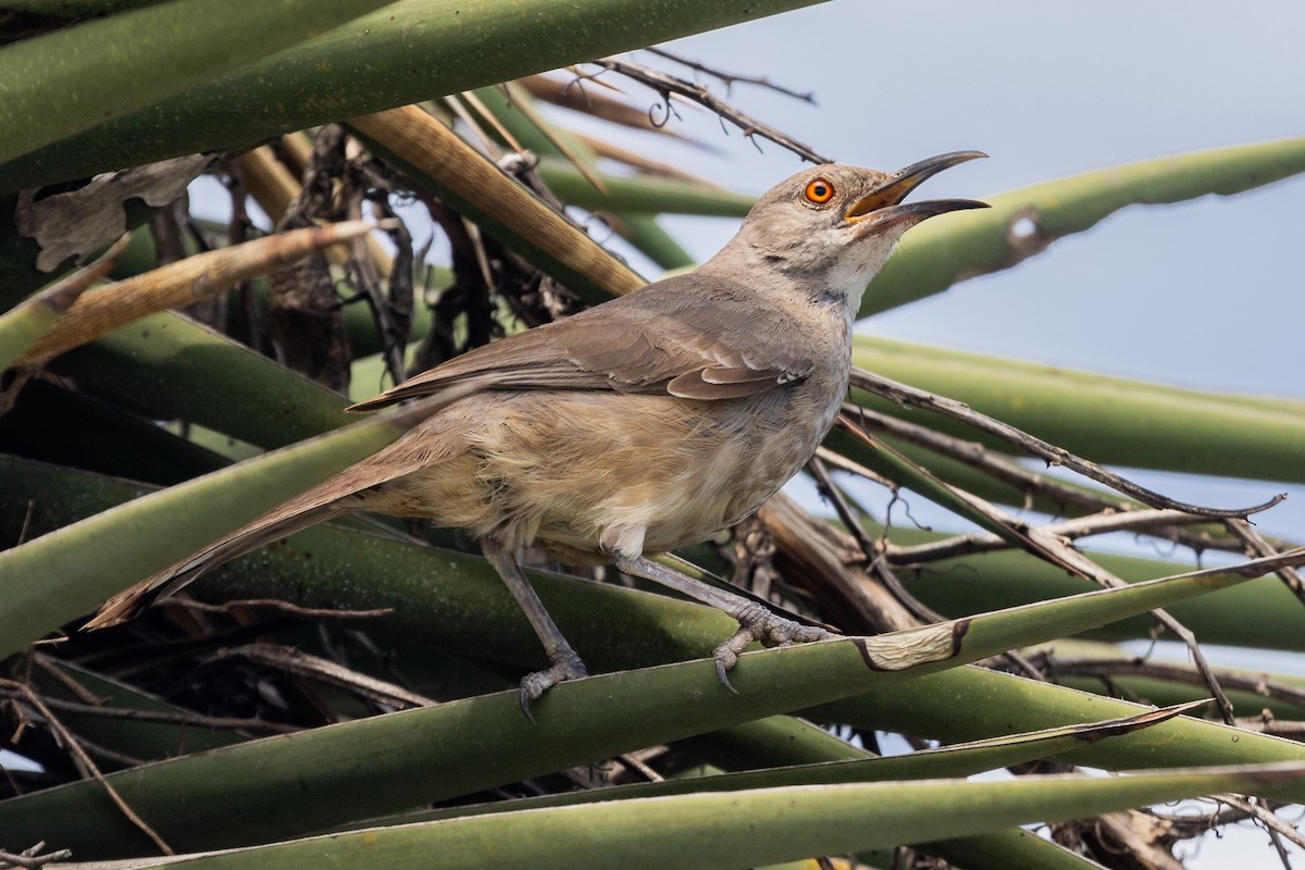 Curve-billed Thrasher - ML622823086