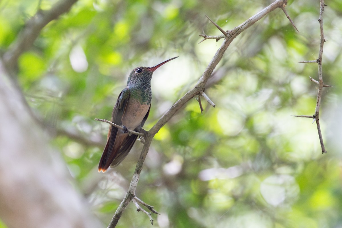 Buff-bellied Hummingbird - ML622823099