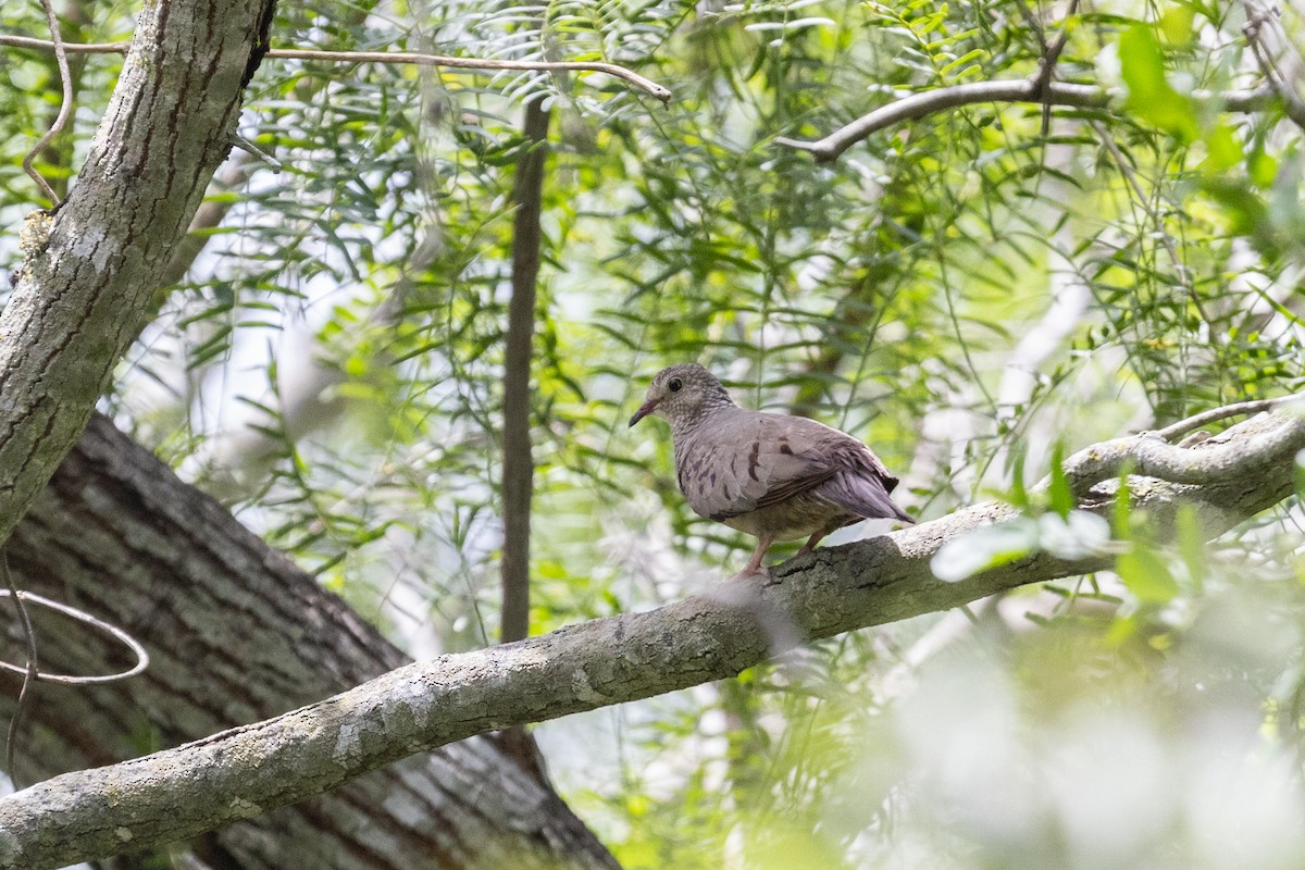 Common Ground Dove - ML622823115