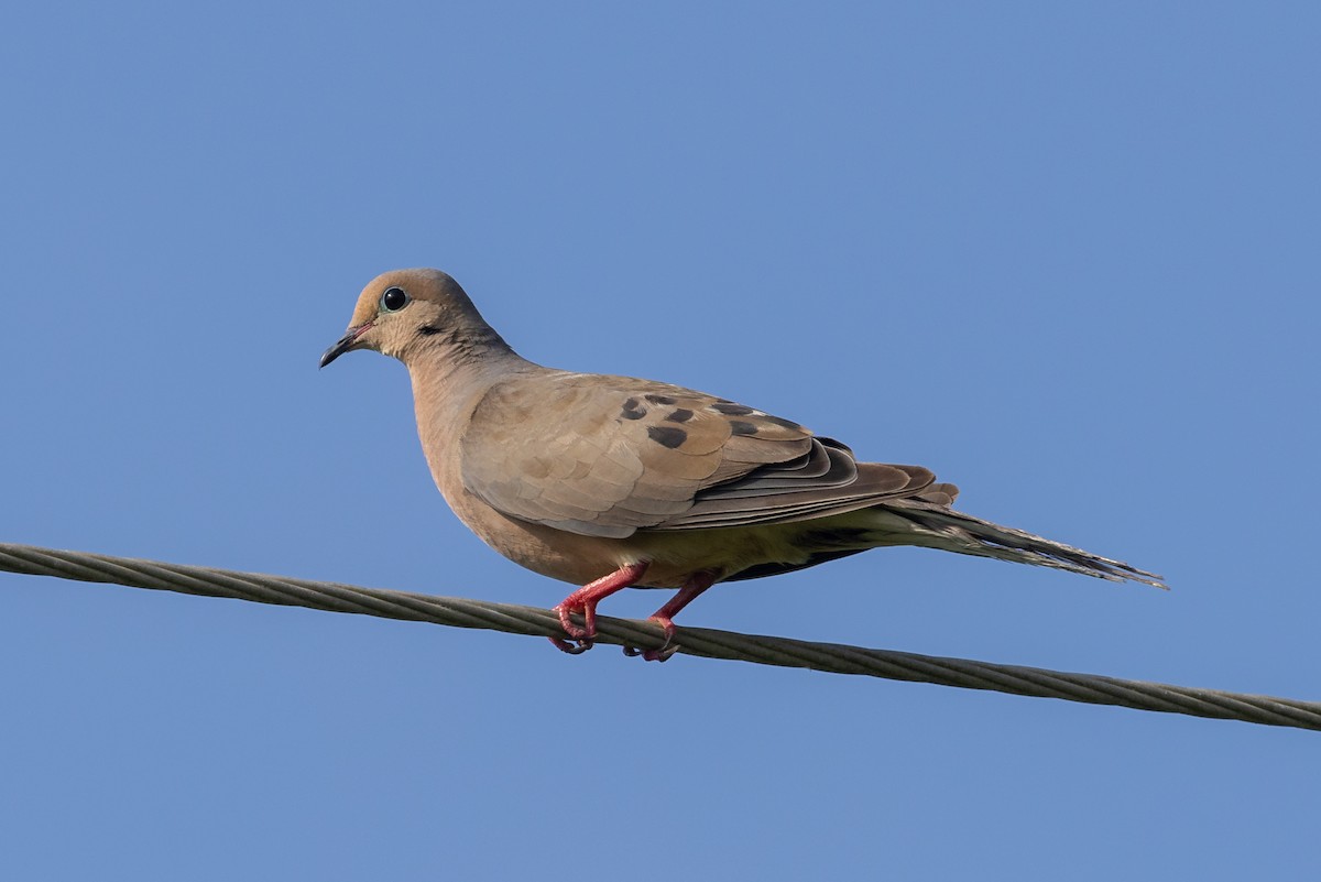 Mourning Dove - ML622823138