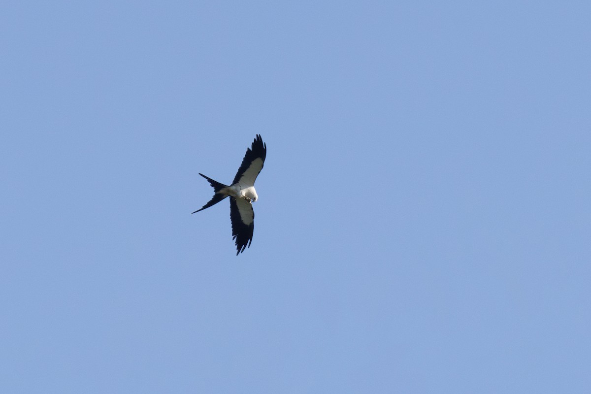 Swallow-tailed Kite - ML622823144