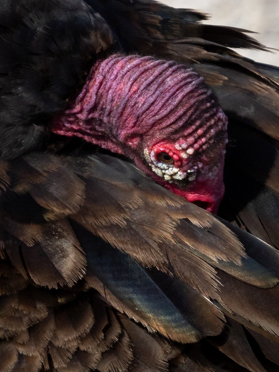 Turkey Vulture - ML622823159