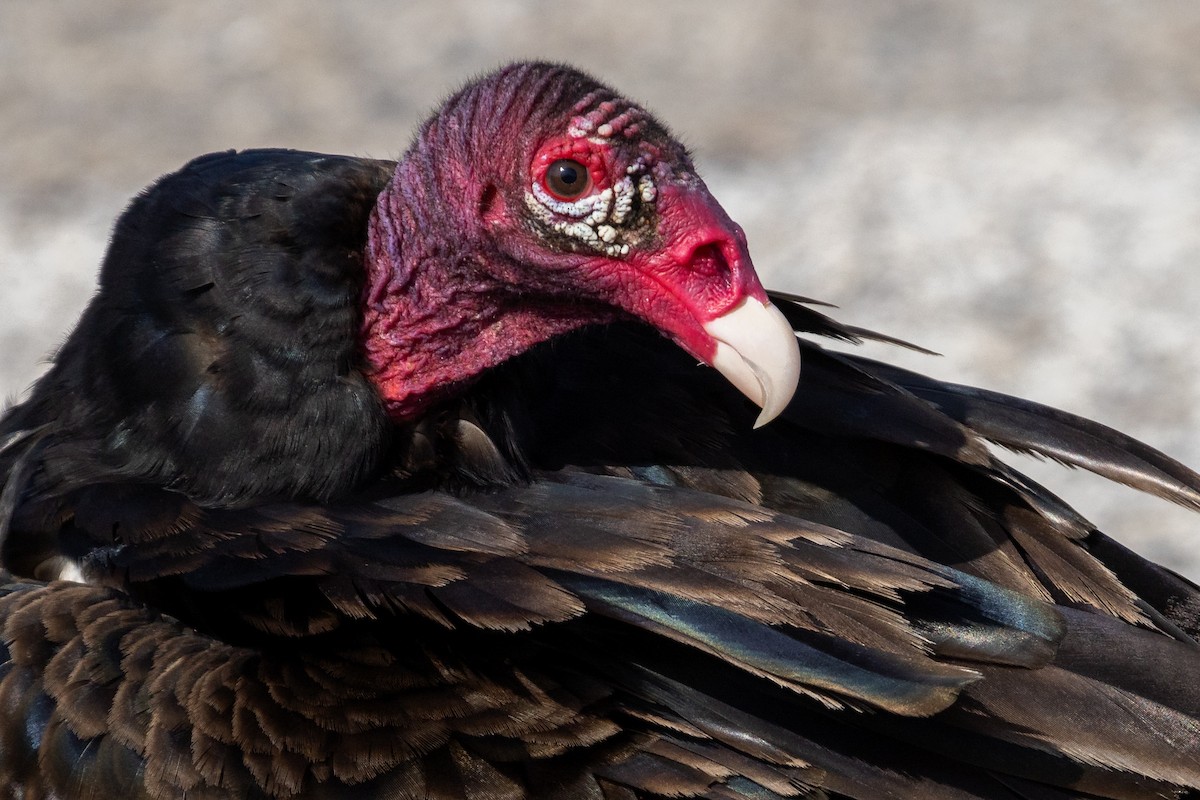 Turkey Vulture - ML622823160