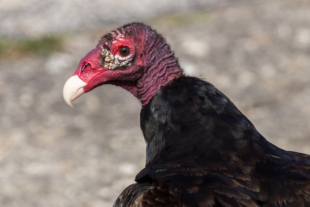 Turkey Vulture - ML622823161