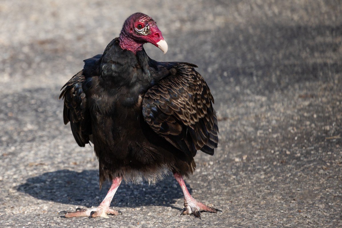 Turkey Vulture - ML622823162